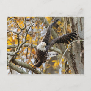 Postal Twist And Launch Eagle