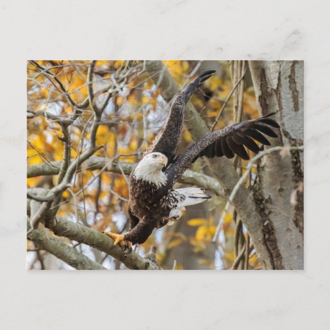 Postal Twist And Launch Eagle (Anverso)