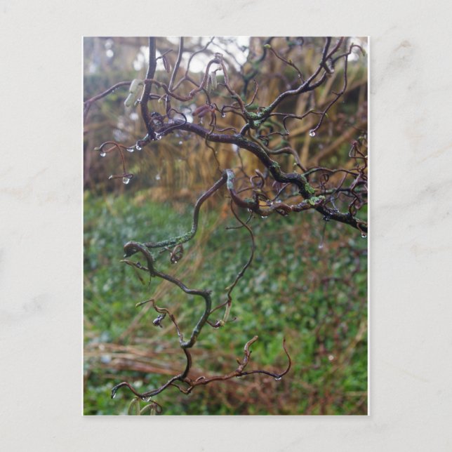 Postal Twisted Hazel (Anverso)