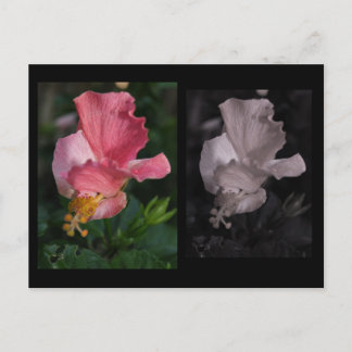Postal Twisted Hibiscus Postcard