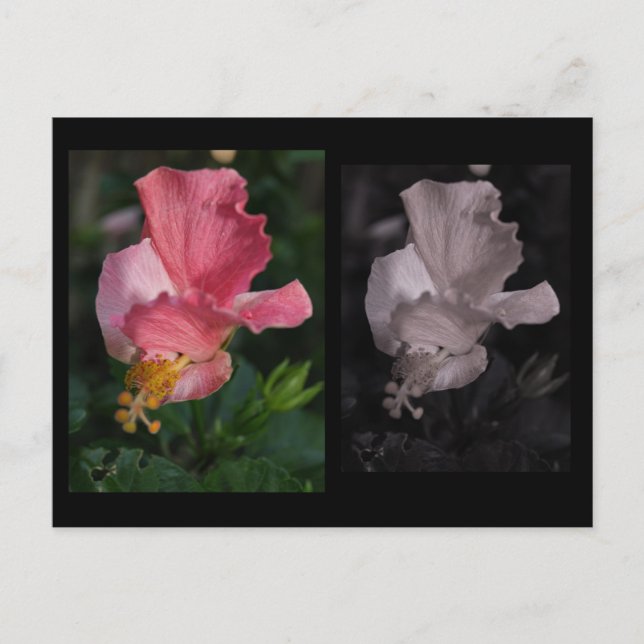 Postal Twisted Hibiscus Postcard (Anverso)