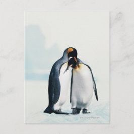 Postal Two affectionate penguins