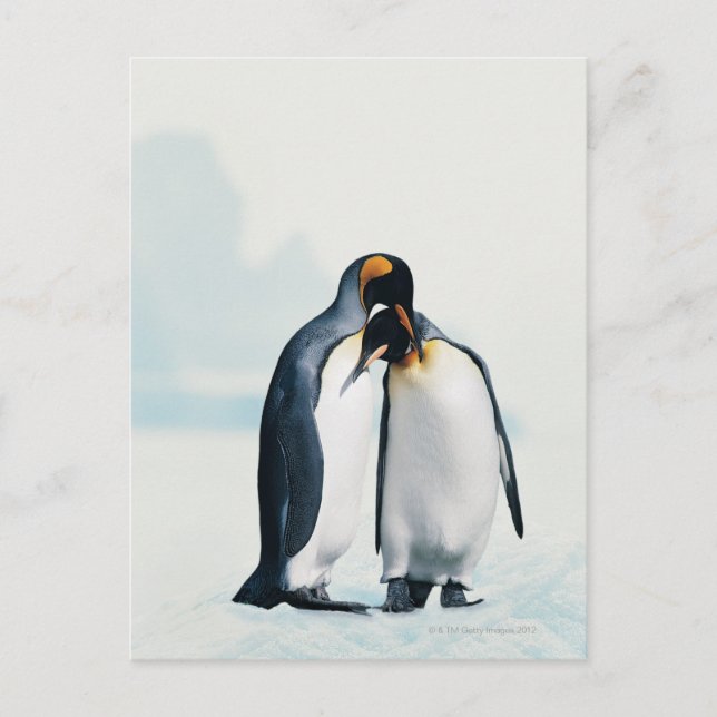 Postal Two affectionate penguins (Anverso)