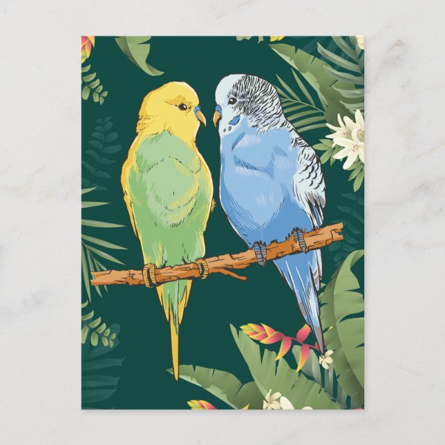 Postal Two cute blue and green Budgie (Anverso)