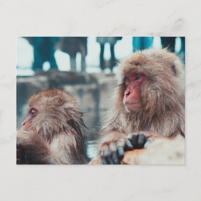 Postal Two Snow Monkeys in Nagano, Japan (Anverso)