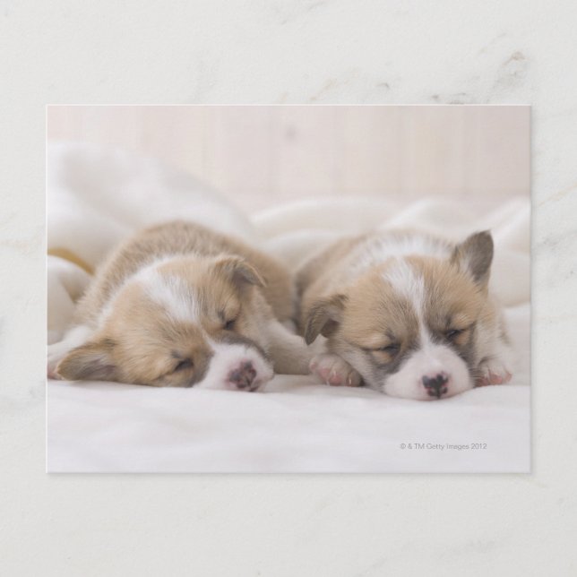 Postal Two Welsh Corgi Sleeping (Anverso)