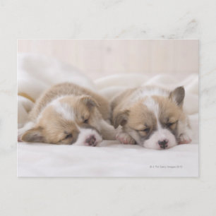 Postal Two Welsh Corgi Sleeping