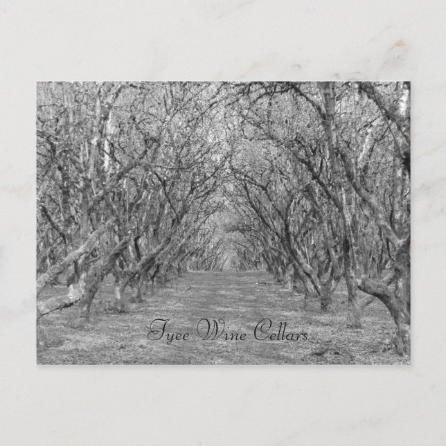 Postal Tyee Hazelnut (Anverso)