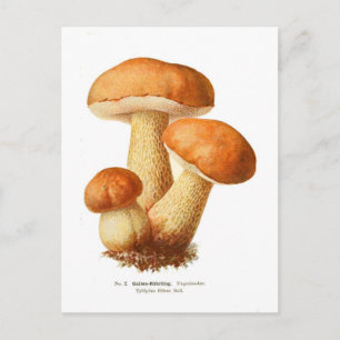 Postal Tylopilus