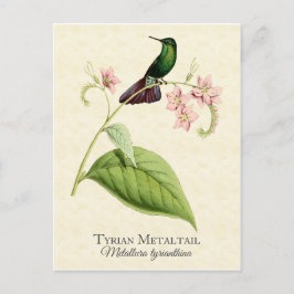 Postal Tyrian Metalizado Tail Hummingbird Vintage Art