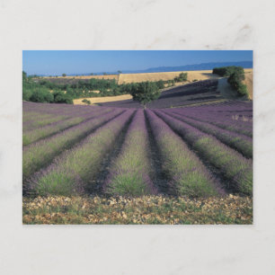 Postal UE, Francia, Provenza y Lavender 2