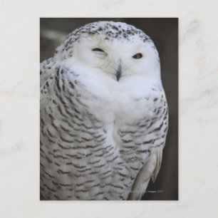 Postal Ueno, Taitoh-ku, Tokio, Japón