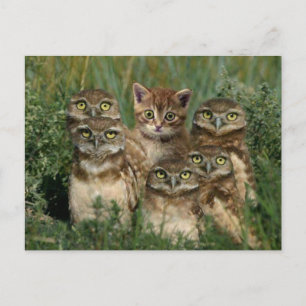 Postal uil en kitten