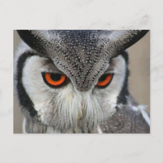 Postal uilen (Anverso)