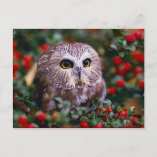 Postal uilen