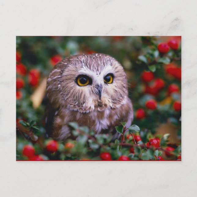 Postal uilen (Anverso)