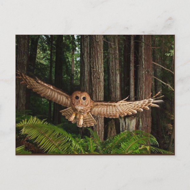 Postal uilen (Anverso)