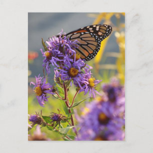 Postal Última mariposa monarca