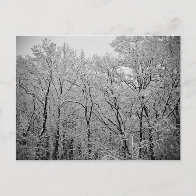 Postal Último respiro del invierno (Anverso)