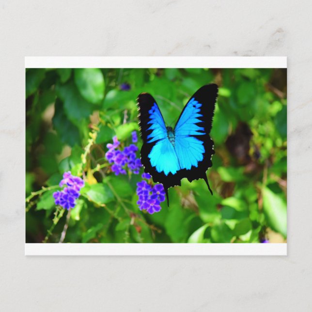 POSTAL ULYSSES AZULES BUTTERFLY QUEENSLAND AUSTRALIA (Anverso)