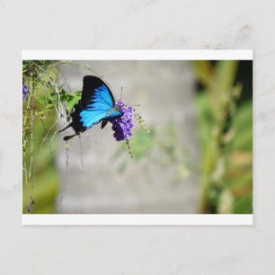 POSTAL ULYSSES AZULES BUTTERFLY RURAL QUEENSLAND AUSTRALI