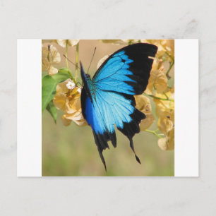 Postal Ulysses Butterfly
