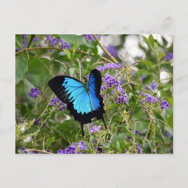 POSTAL ULYSSES BUTTERFLY RURAL QUEENSLAND AUSTRALIA (Anverso)