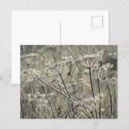 Postal Umbelliferos escarchados