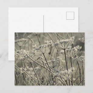 Postal Umbelliferos escarchados