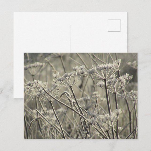Postal Umbelliferos escarchados (Anverso / Reverso)