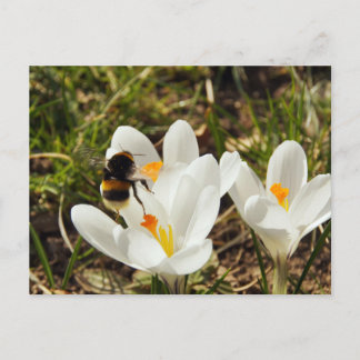 Postal Un abejorro volando hacia una flor de crocus