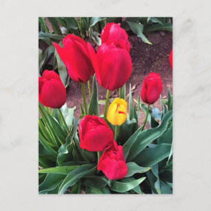 Postal Un amarillo con tulipanes rojos