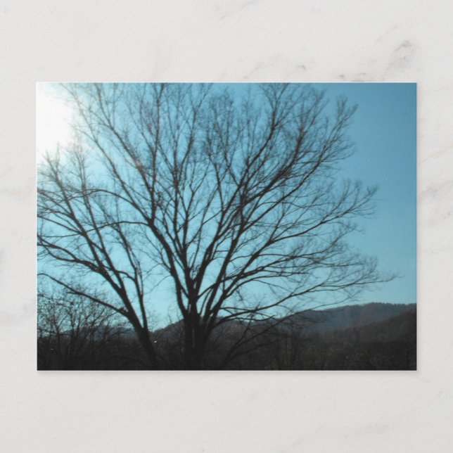 Postal Un árbol (Anverso)