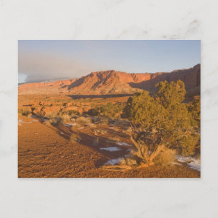 Postal Un árbol de enebro de Utah Juniperus osteosperma)