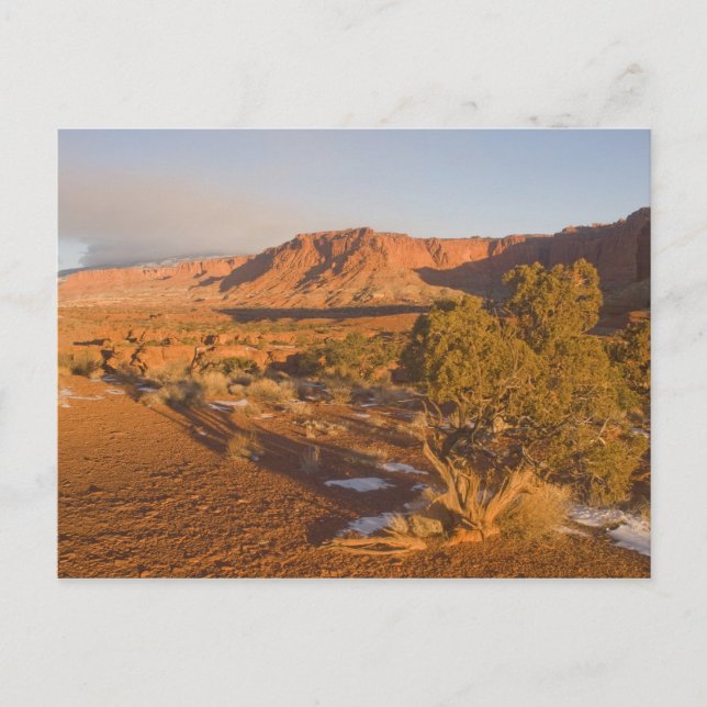 Postal Un árbol de enebro de Utah Juniperus osteosperma)  (Anverso)