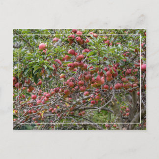 Postal Un árbol de manzanas
