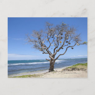 Postal Un árbol decorado con boyas antiguas en la playa d
