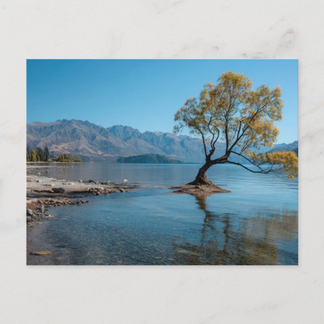 Postal Un árbol en un lago (Anverso)
