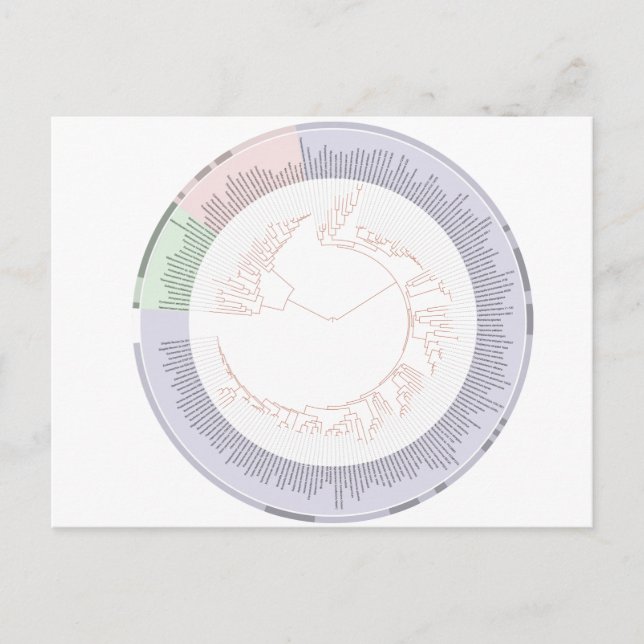 Postal Un árbol filogenético de la vida (Anverso)