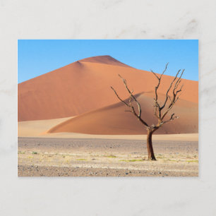 Postal Un árbol muerto en una llanura desértica con dunas