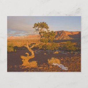 Postal Un árbol Utah Juniper Juniperus osteosperma) en