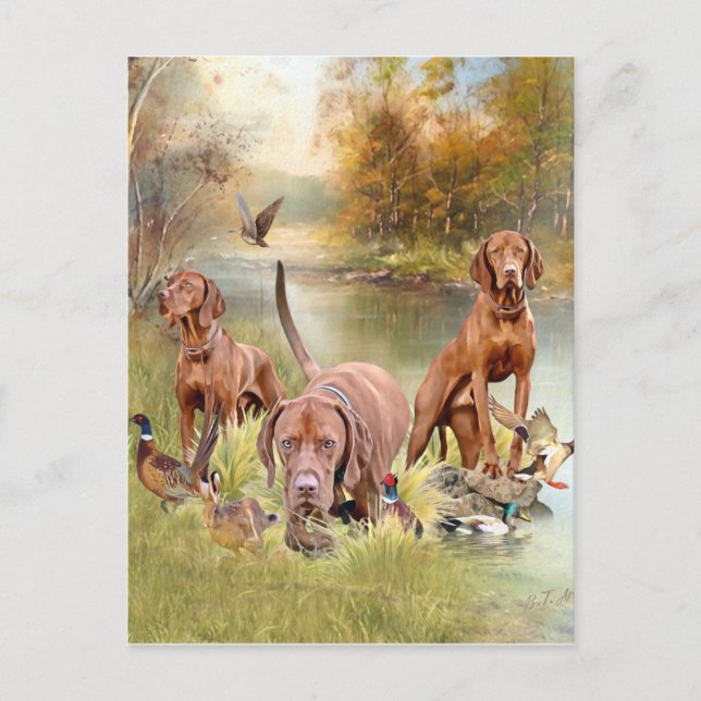 Postal Un aristócrata versátil en la Vizsla húngara (Anverso)