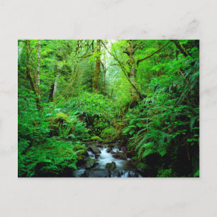 Postal Un arroyo en un bosque maduro