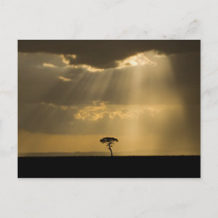 Postal Un atardecer místico a su regreso al campamento en