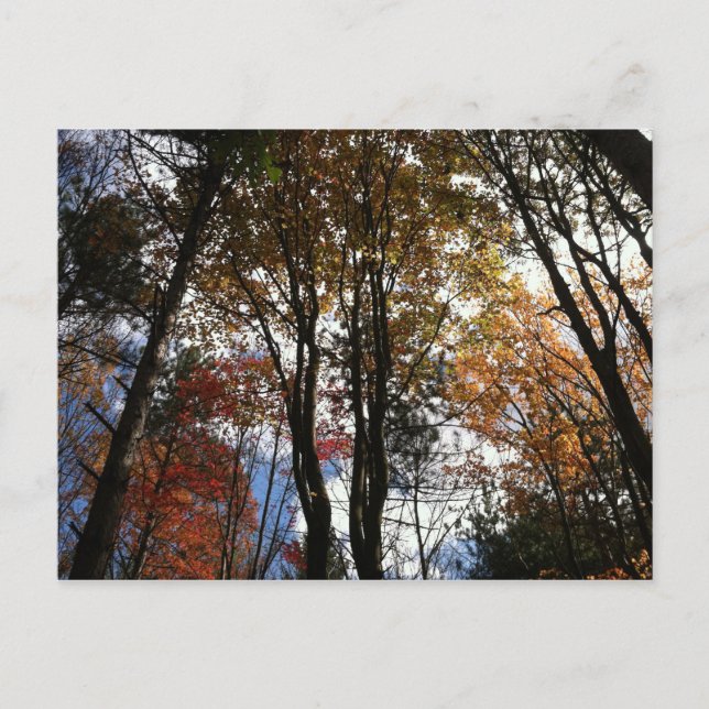 Postal Un aumento de caída en el estado de Nueva York (Anverso)