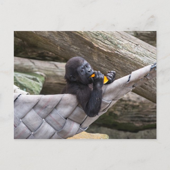 Postal Un bebé gorila lindo comiendo y mirándote (Anverso)