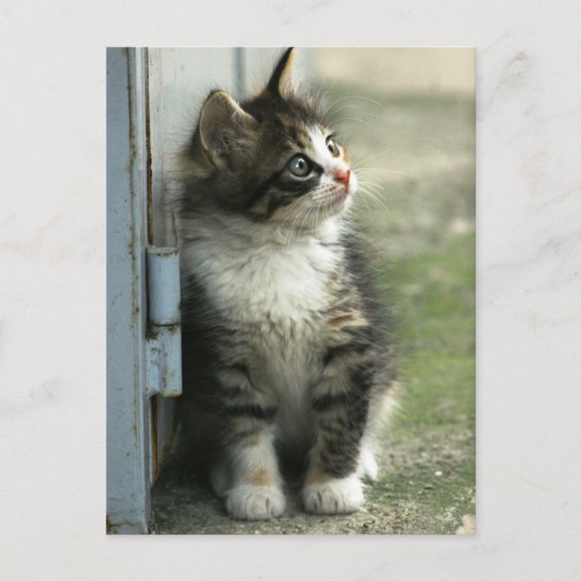 Postal Un bonito diseño de gatito de tabby - ¡qué lindo! (Anverso)