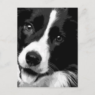 Postal Un Border collie blanco y negro