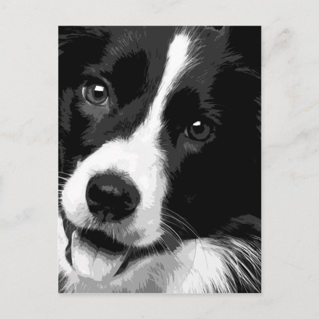 Postal Un Border collie blanco y negro (Anverso)