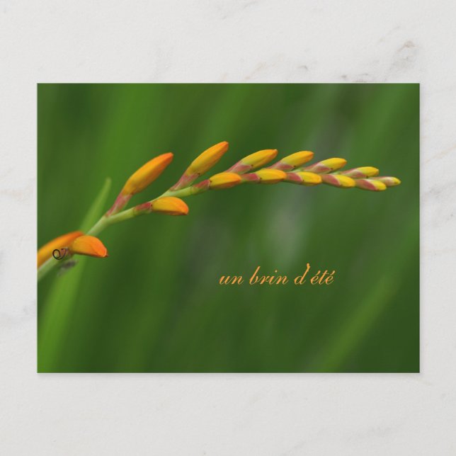 Postal un brin d'été (Anverso)